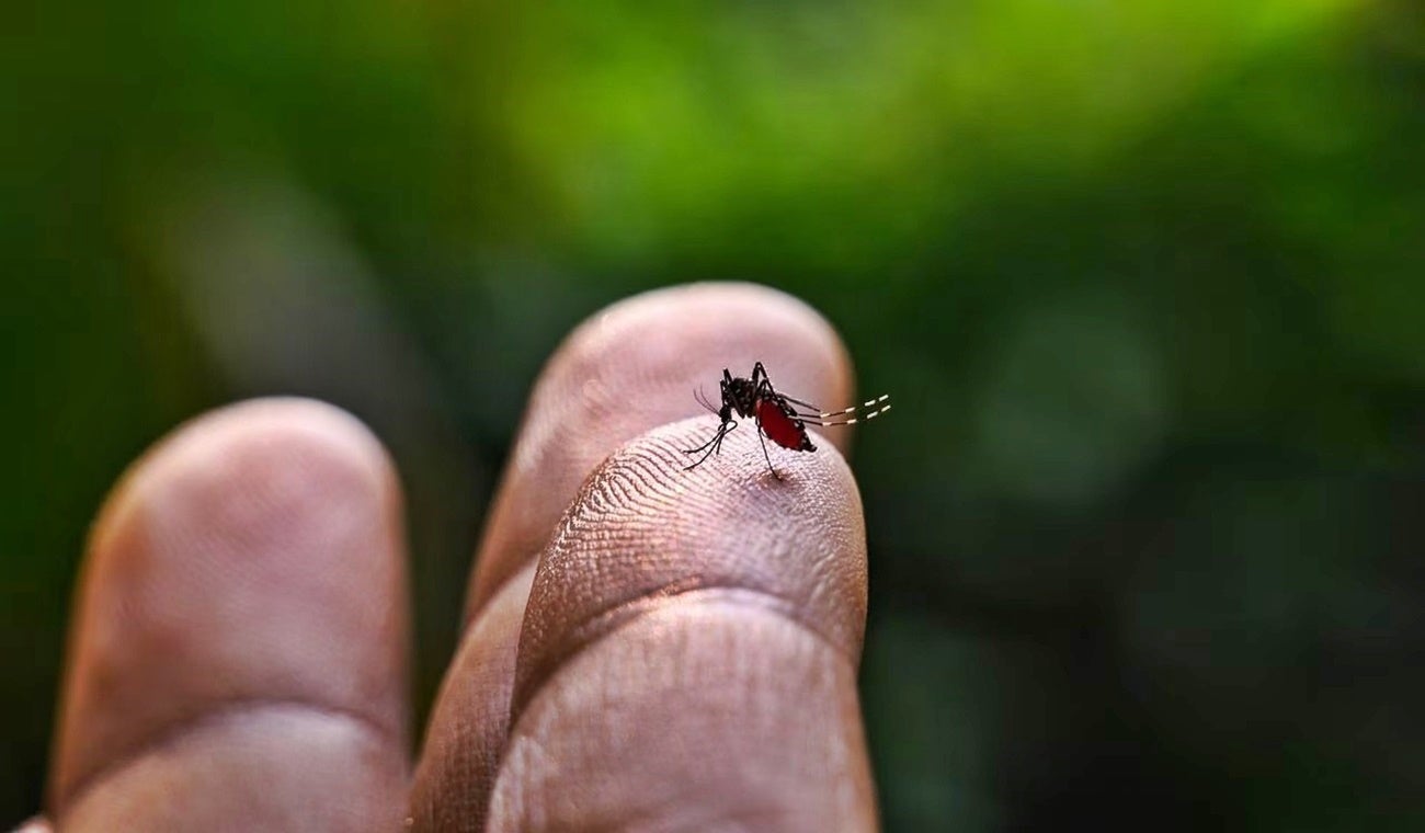 Mosquito transmisor del dengue, Aedes Aegypti