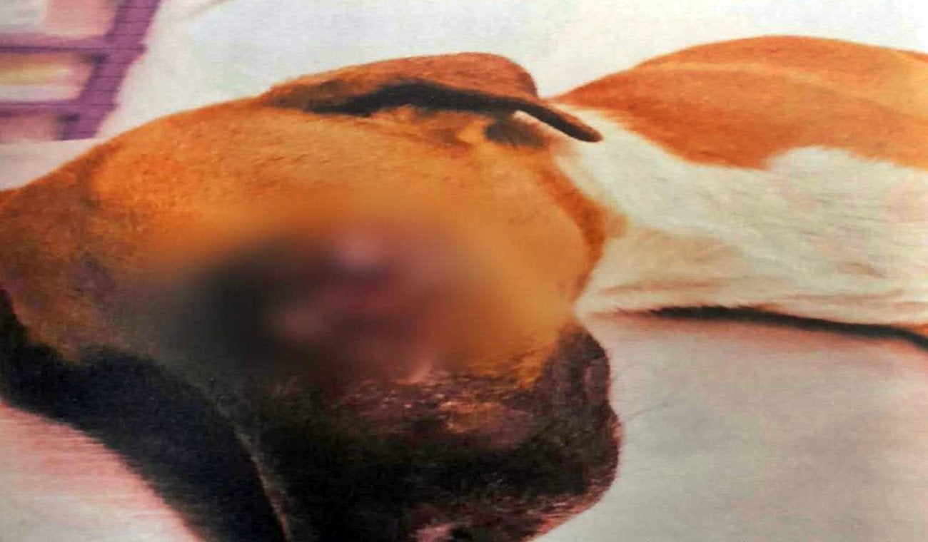 Judicializaron a dos sujetos por lesionar y causar la muerte perritas en el Tolima y Casanare
