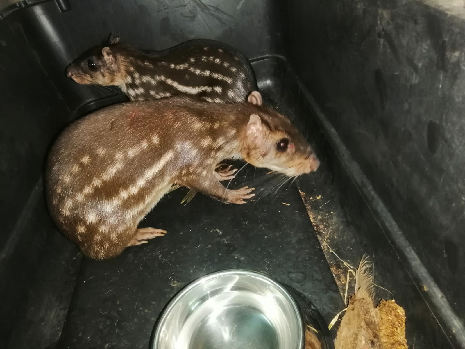 Animales silvestres Huila.