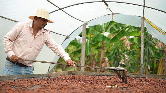 Cacao Algeciras, Huila