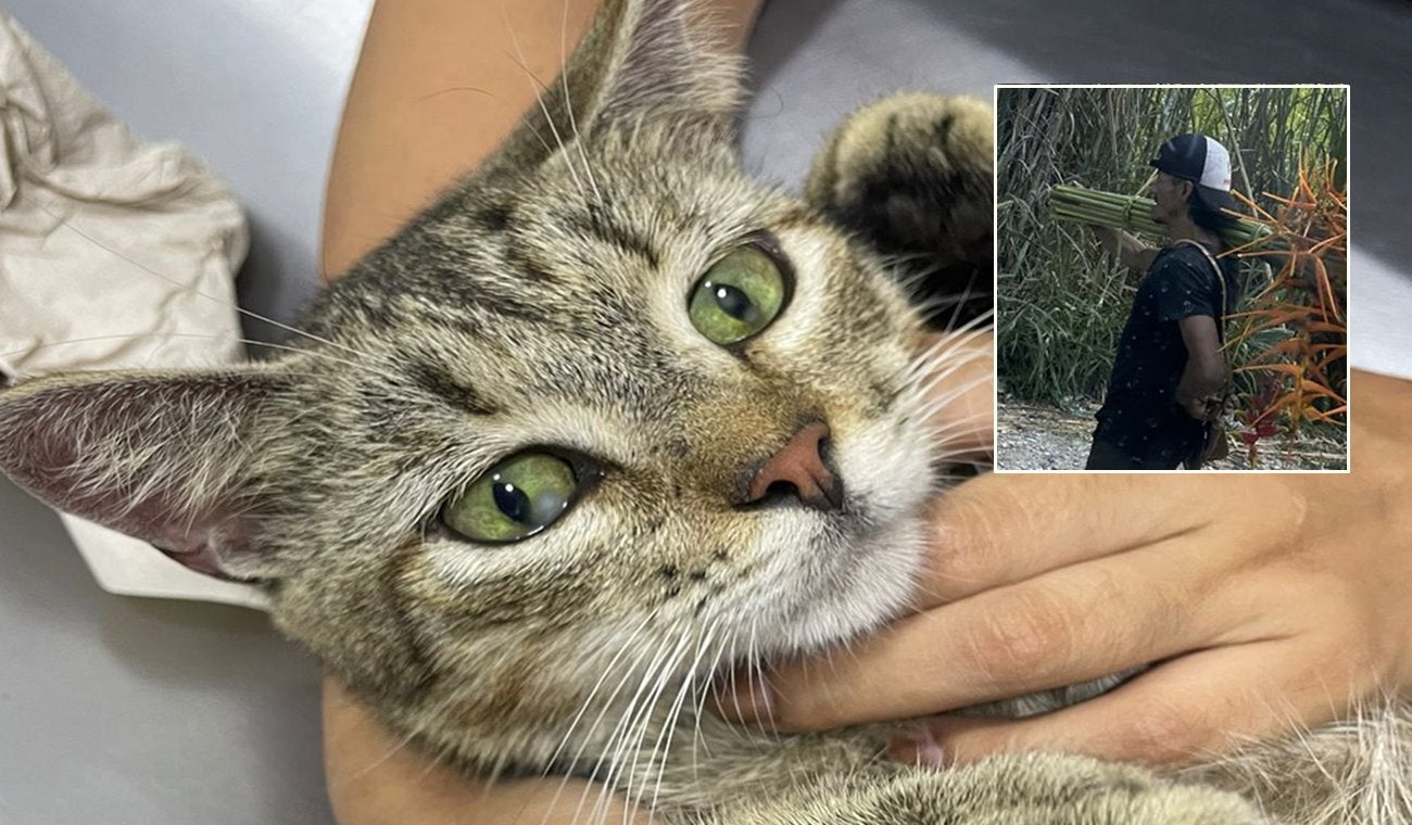 En las próximas horas se daría la captura del sujeto que violó a una gata en embarazo en Cañaveral