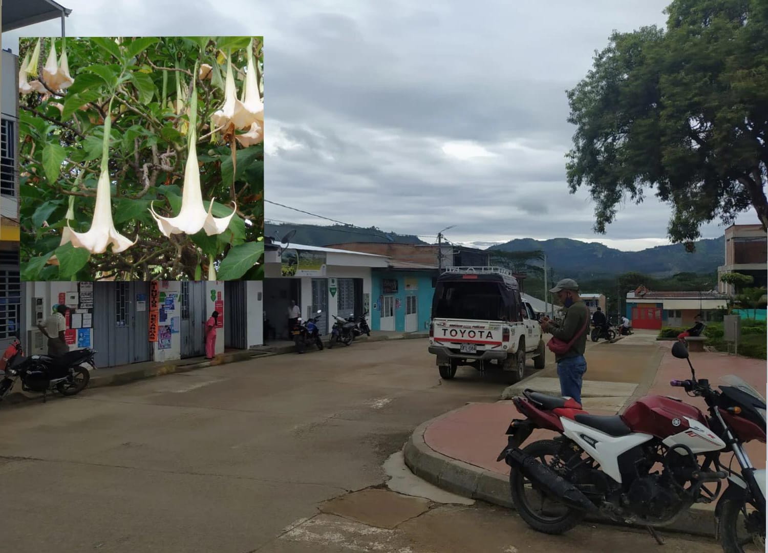 Por un reto estudiantes se intoxicaron con té a base de planta ‘el borrachero’ en el Huila