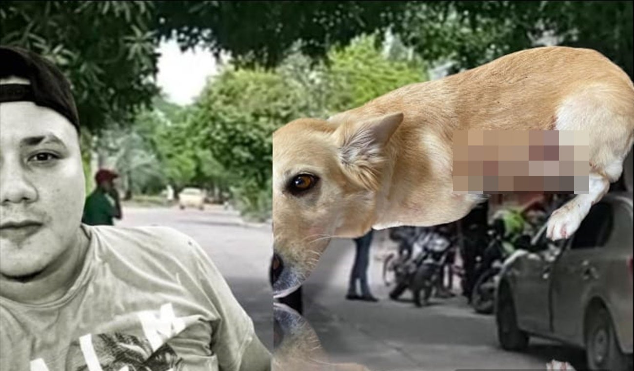 Sicariato Flandes perro herido