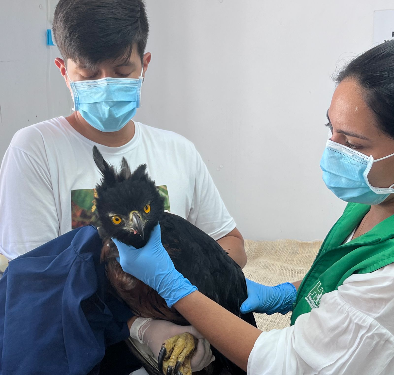 Águila real de montaña.