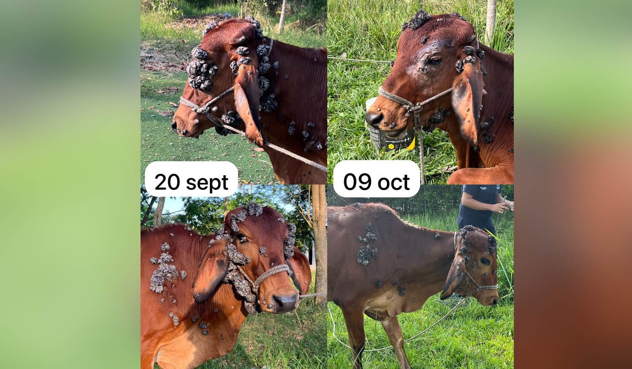 Becerrito antes y después