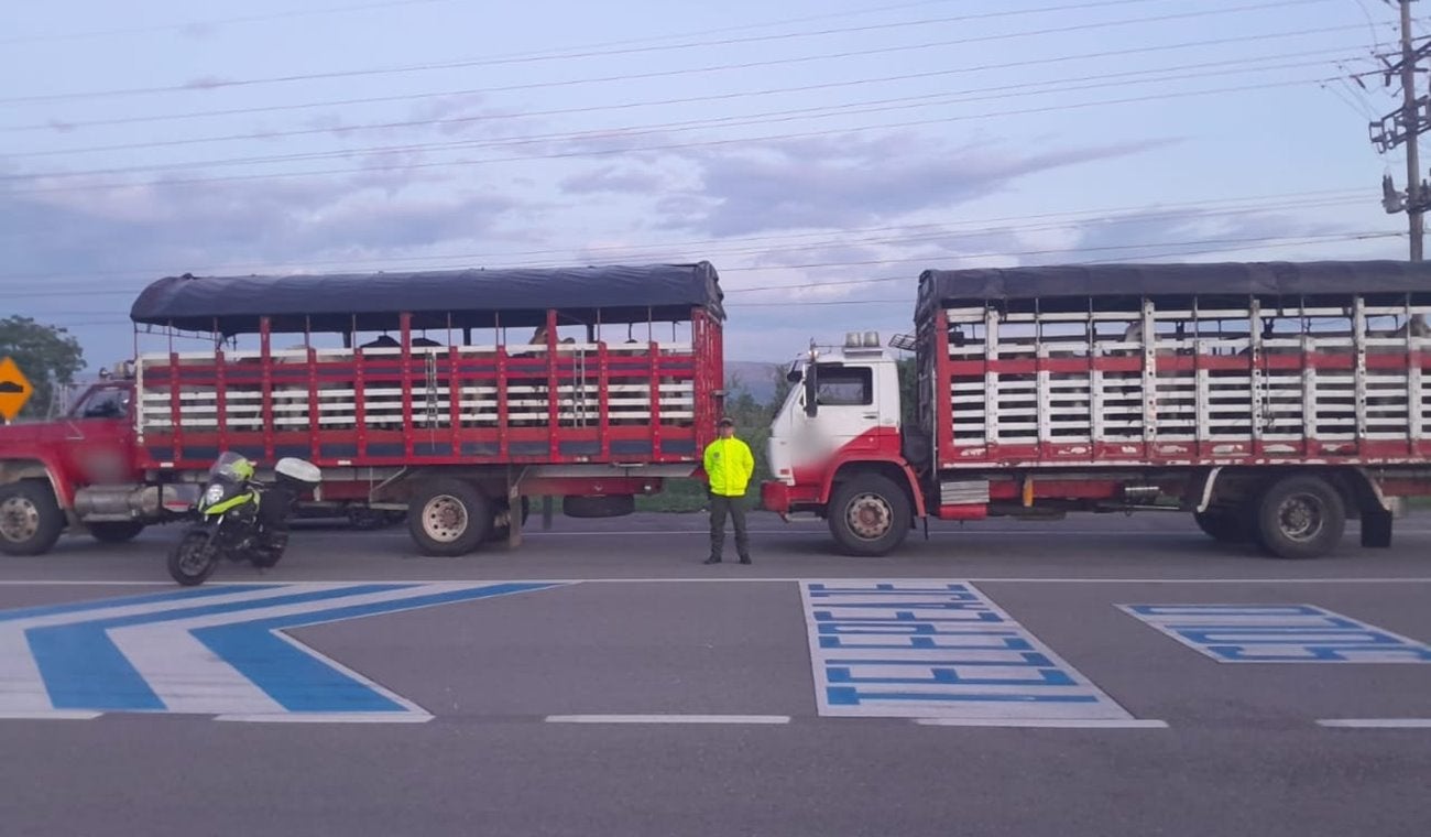 Recuperaron en Guamo 28 bovinos que se habían hurtado en Vistahermosa – Meta