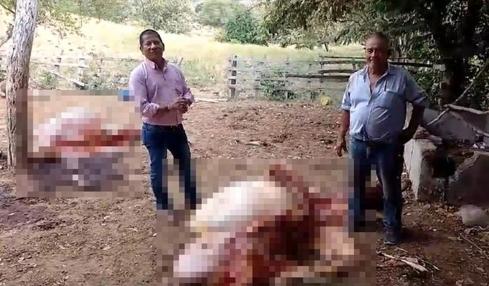 Abigeato en Natagaima