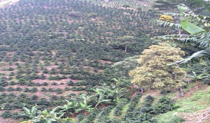 Café afectado por la sequia