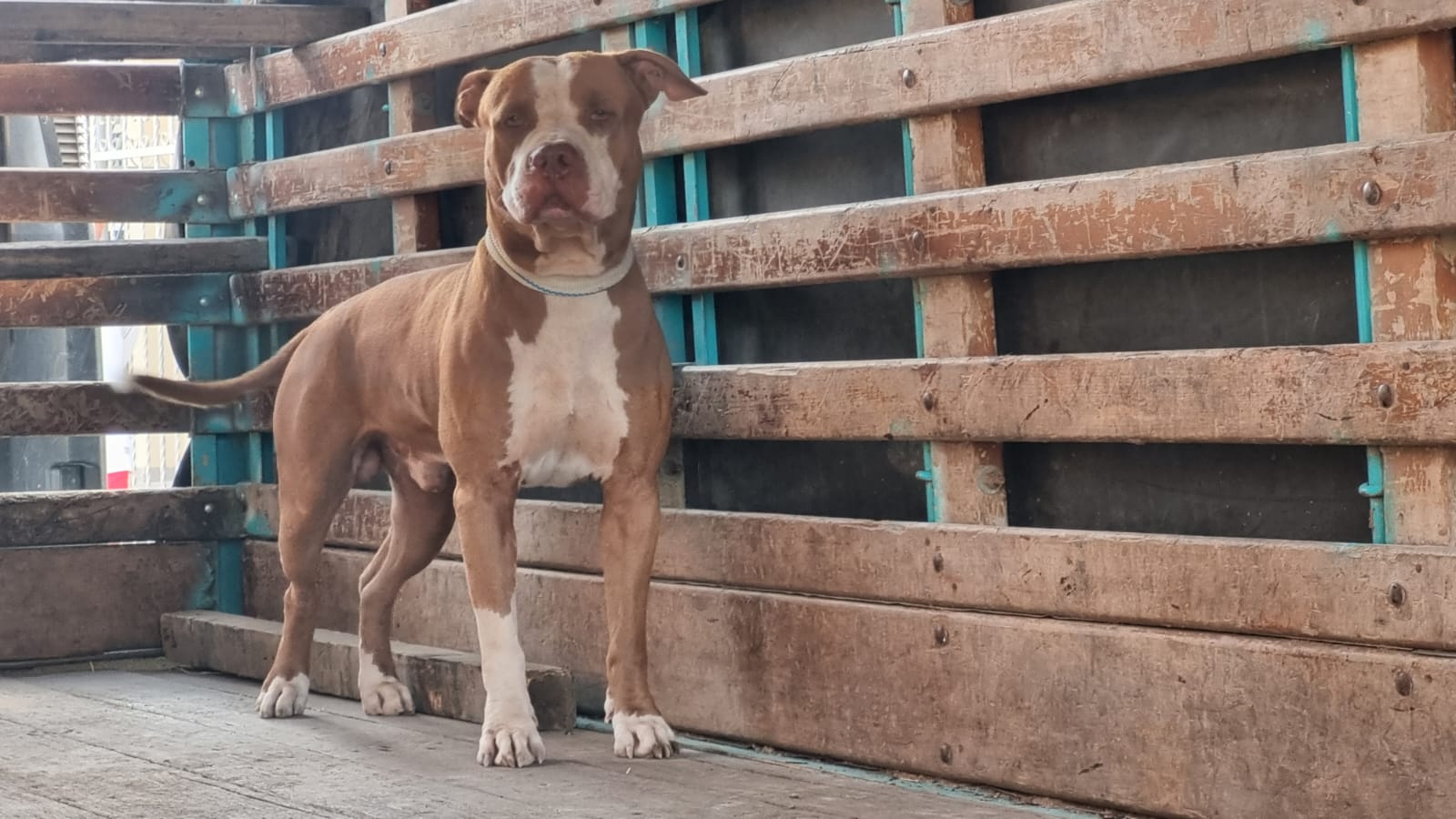 Perro Pitbull podría ser sacrificado