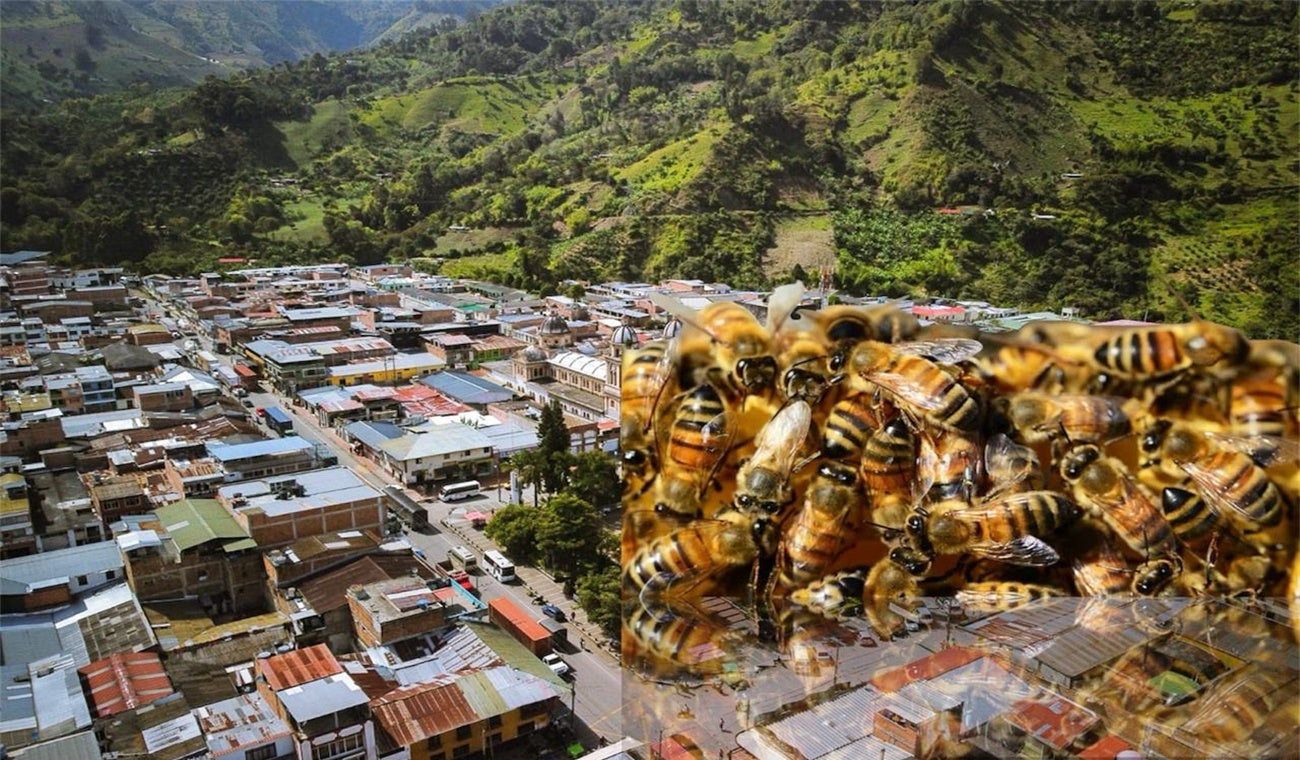 Abejas africanizadas en Cajamarca