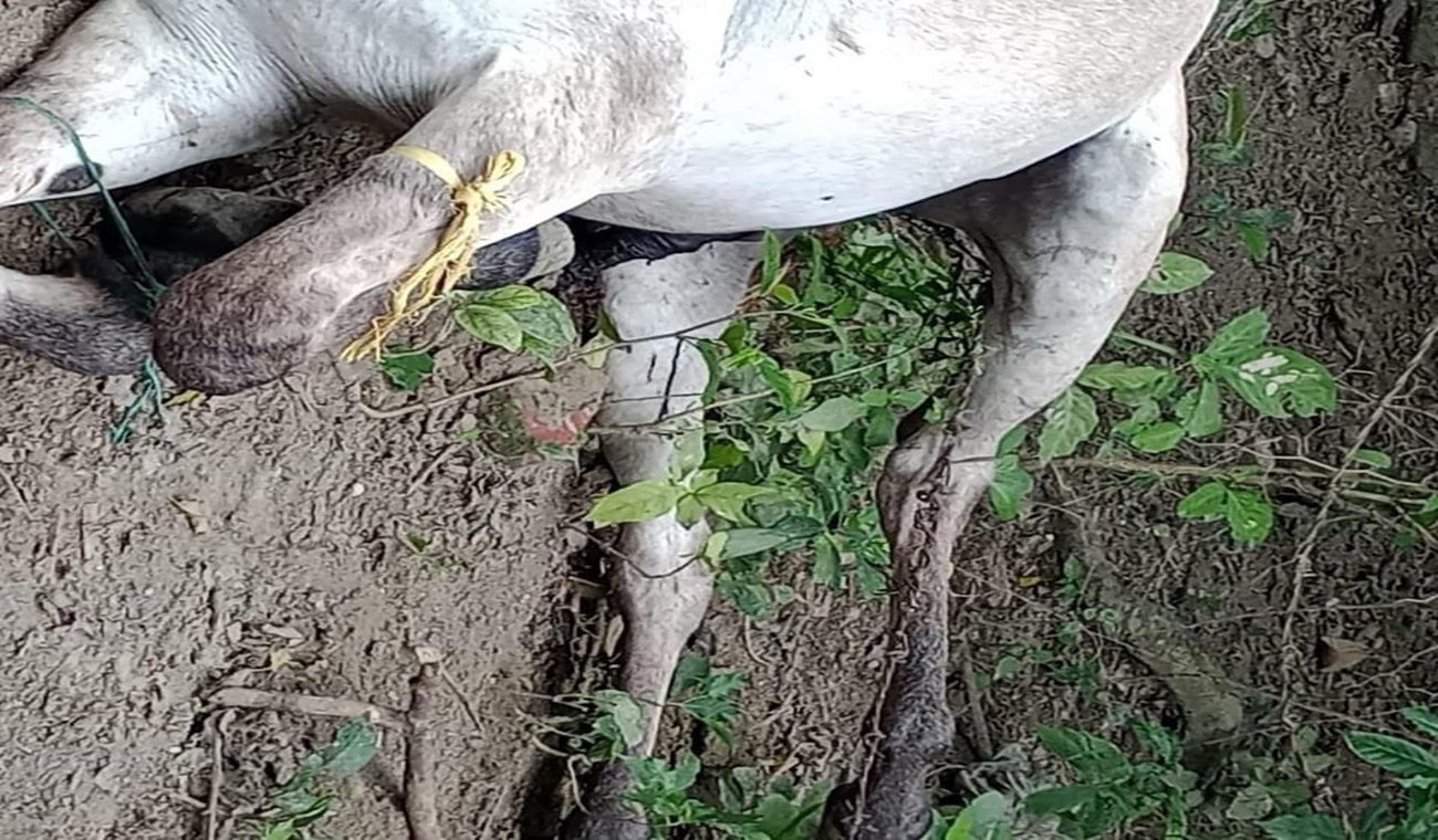 Mueren dos caballos por ataque de abejas