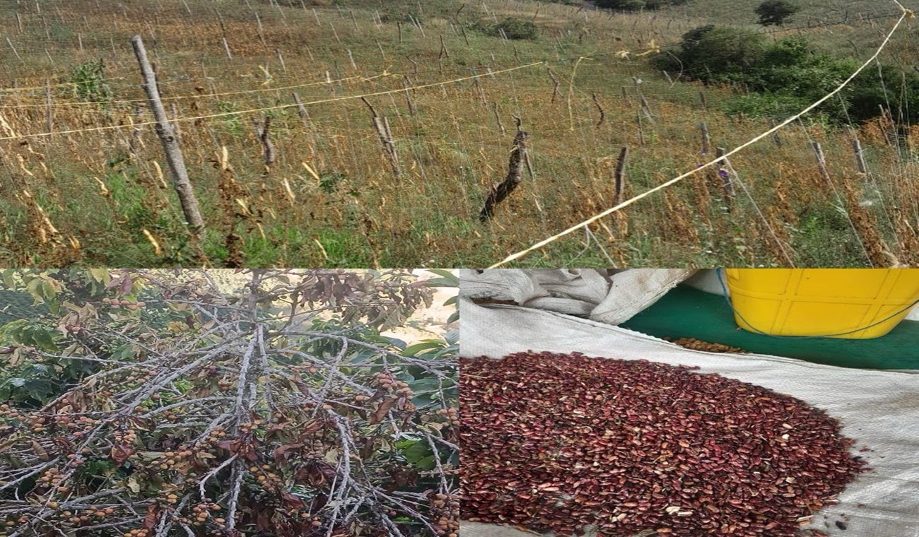 Cultivos afectados en Roncesvalles