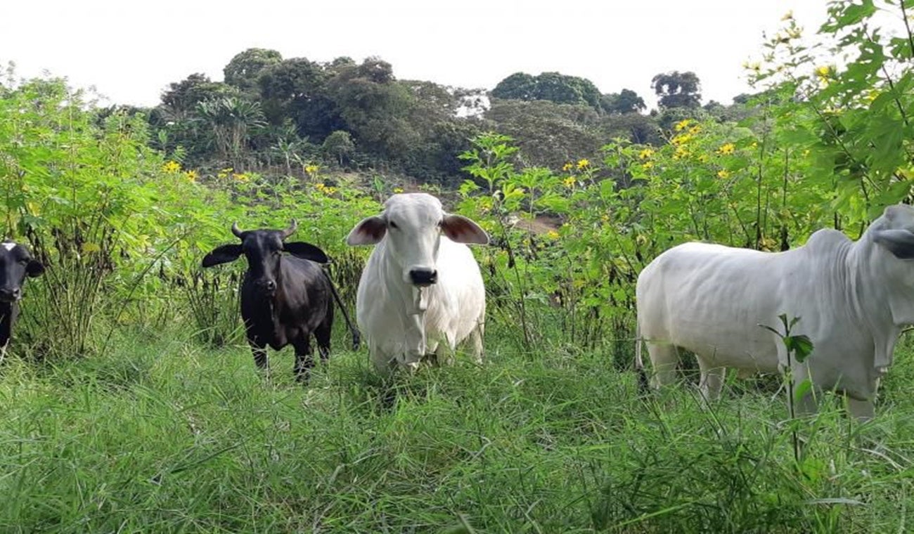 Ganadería en el Tolima