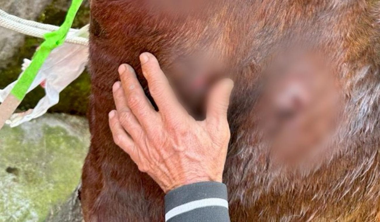 Fiscalía logra la judicialización de un hombre que habría atacado con arma blanca a un caballo en el Tolima