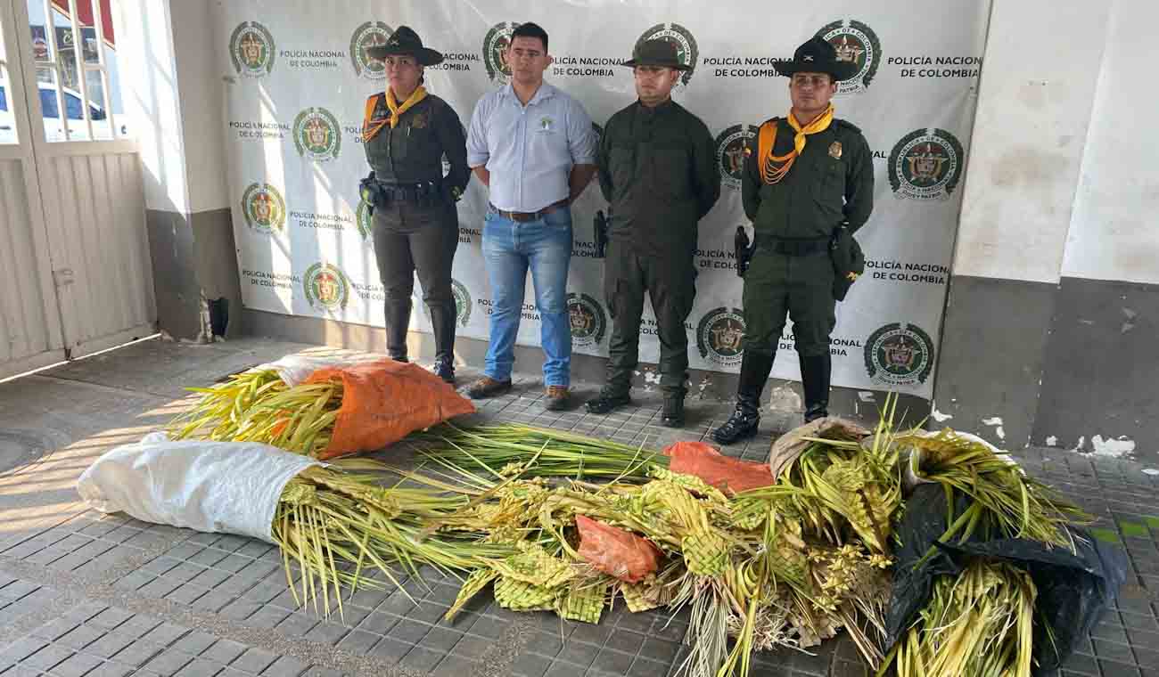 Incautaron palma de cera