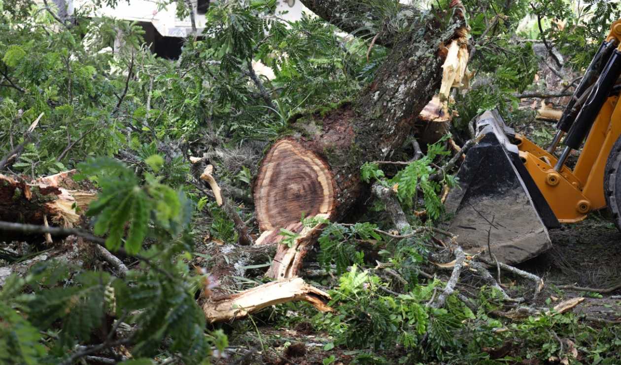 Tala de árboles (imagen de referencia)