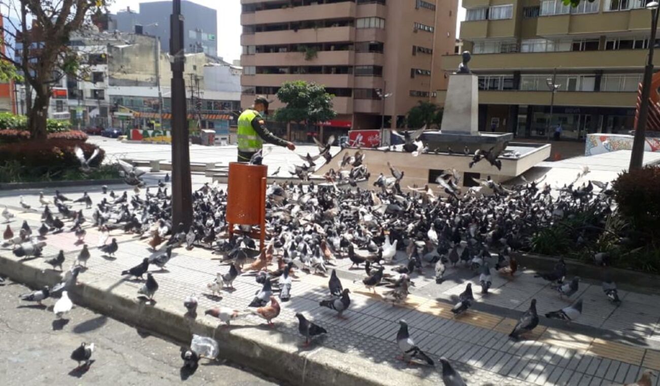 palomas parque murillo