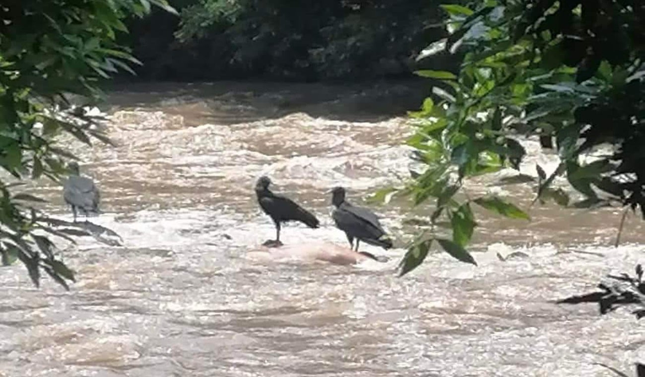 Hallaron cuerpo sin vida de un hombre en avanzado estado de descomposición en Mariquita