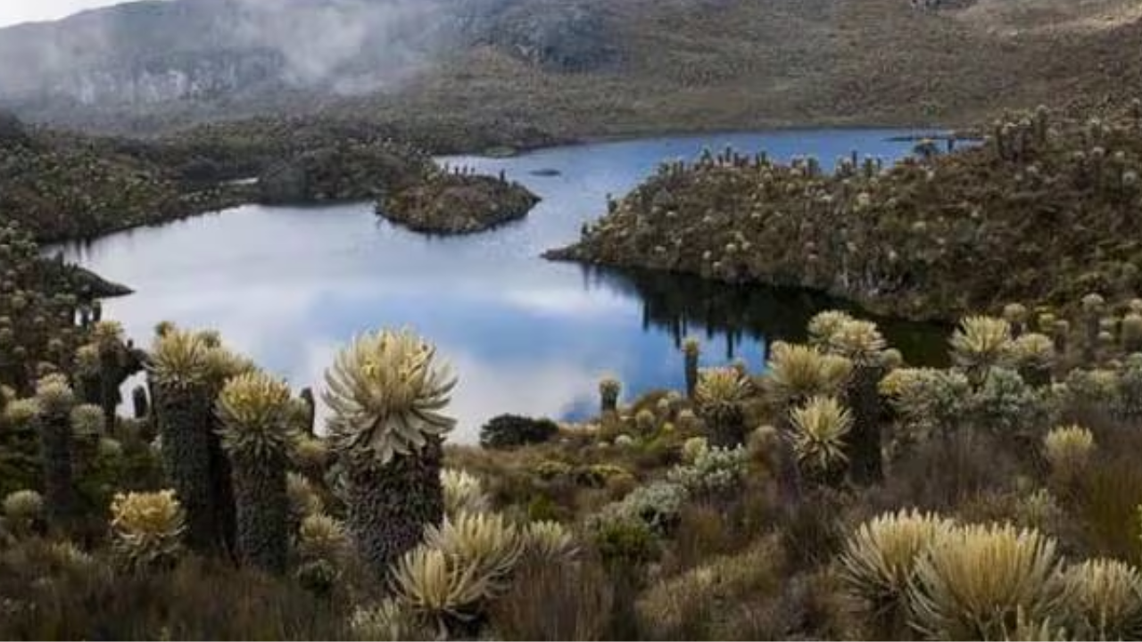 Declarado sujeto de derechos