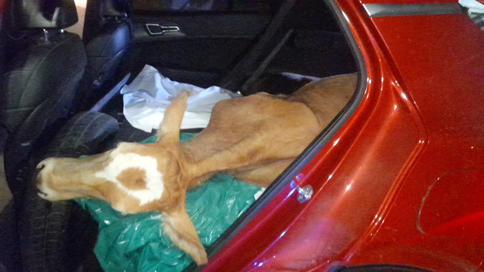 Capturan sujetos que hurtaron dos terneros y los llevaban amarrados en una camioneta