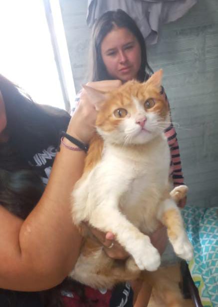 Rescataron a un gato que era torturado en un balde con agua por su dueño en la Estrella