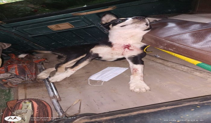 perrito herido
