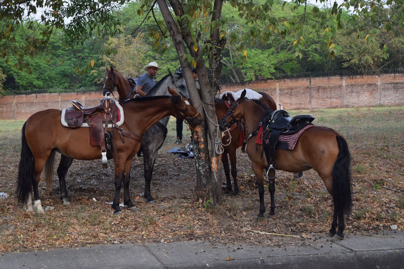 Estrictos controles a cabalgatas durante San Pedro en Neiva