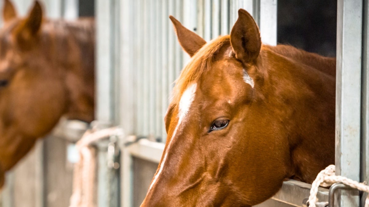 Caballo - Procuraduría