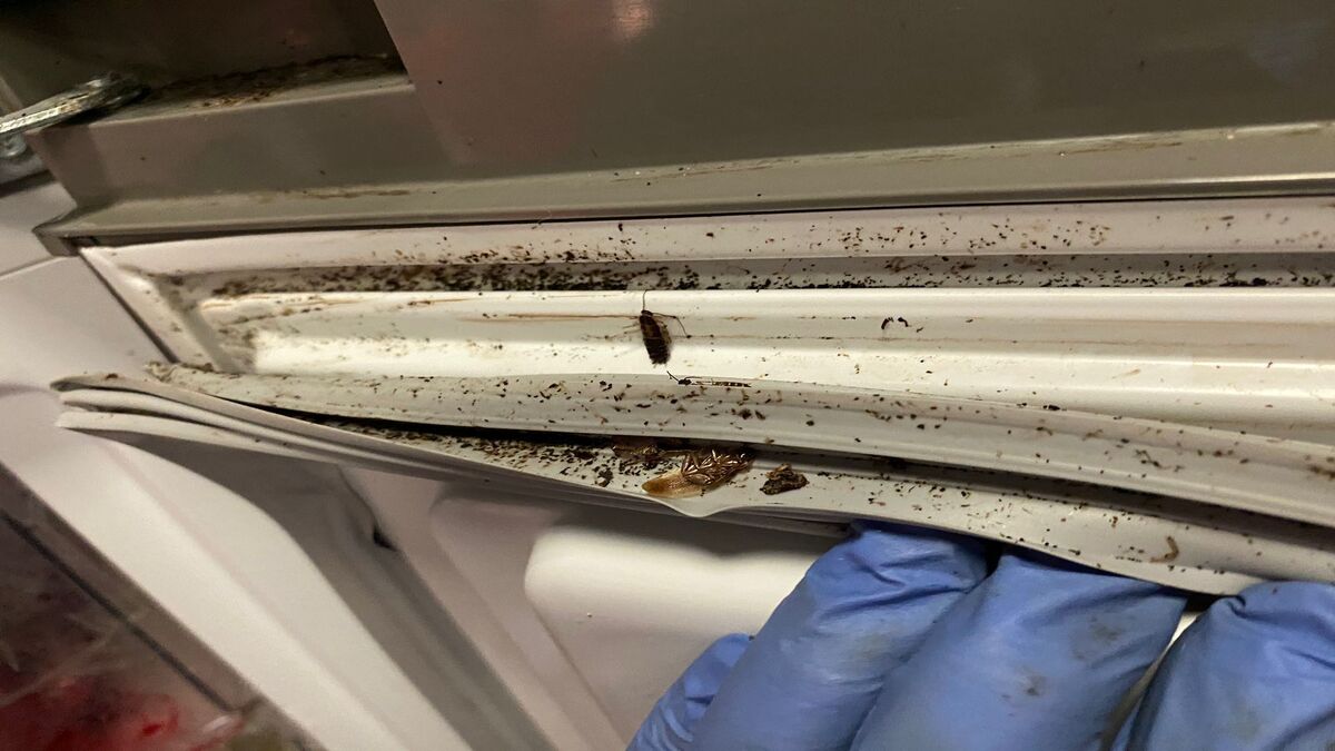 Cucarachas en restaurantes