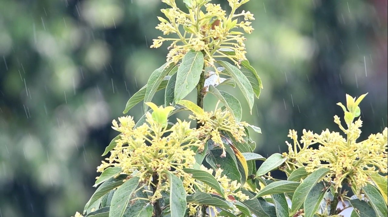 Lluvias podría afectar cultivos de café, cacao y pancoger en el Huila.