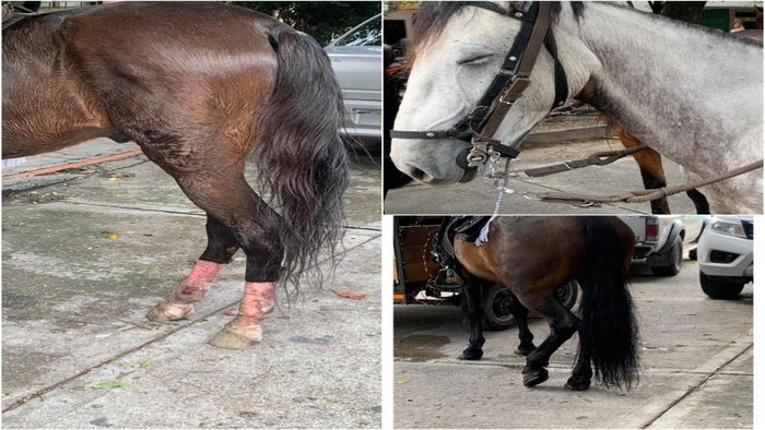 Maltrato animal en cabalgata de El Espinal