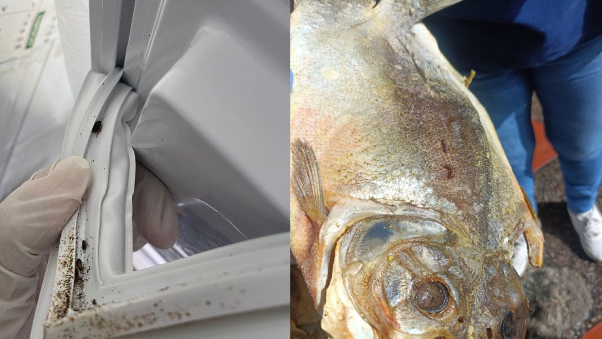 Hallazgos en plazas de mercado de Ibagué.