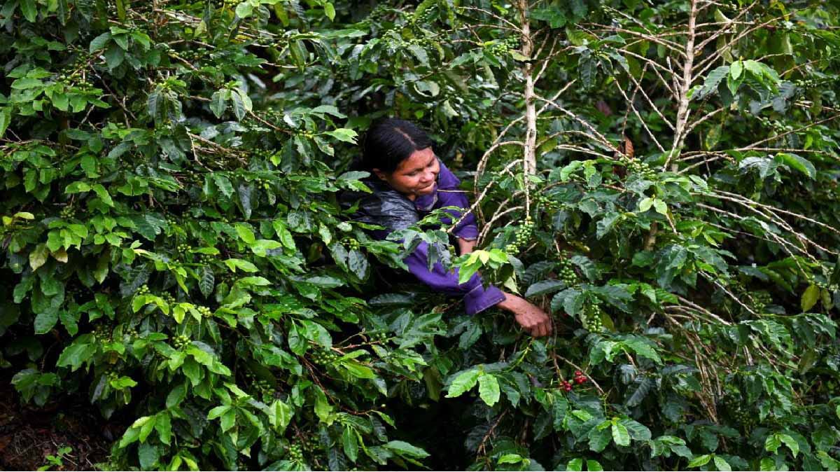 Una mujer cosecha café
