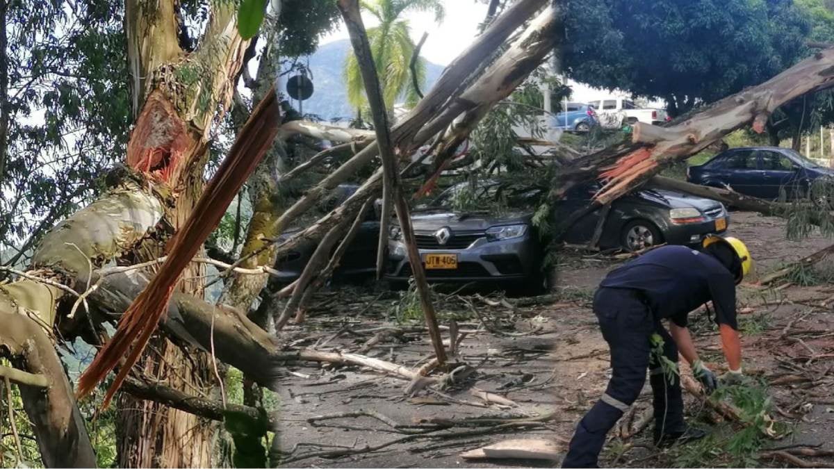 Árboles Talados Federico Lleras Agosto 2024