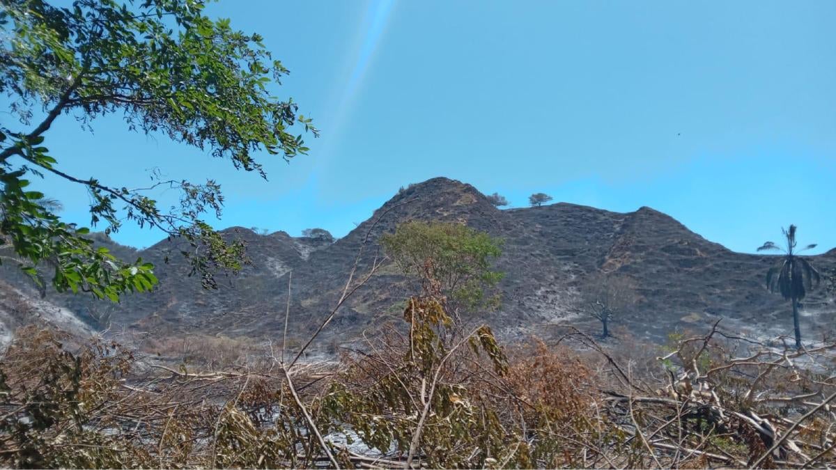 Incendios forestales Tolima | Altas temperaturas | Emergencias forestales | Agosto 2024