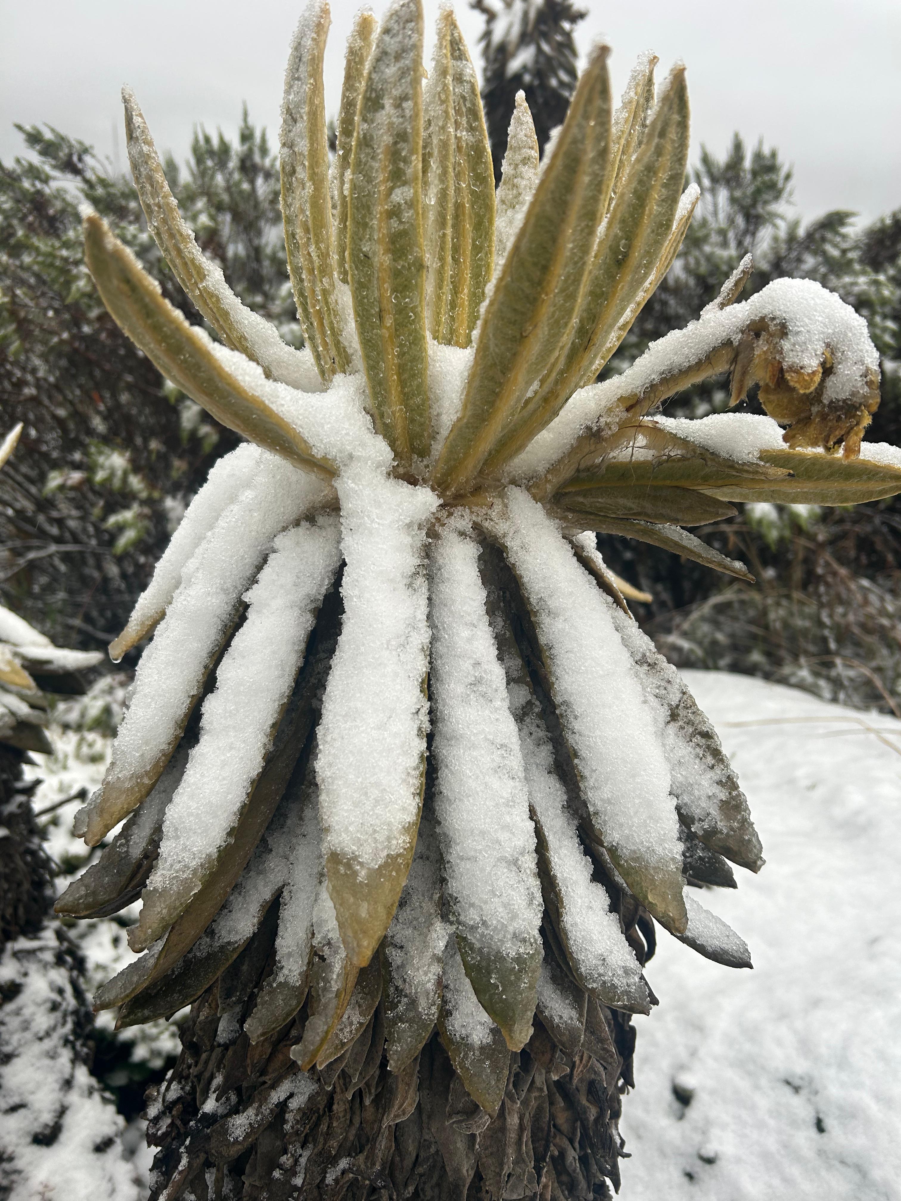 Parque Nacional Natural Los Nevados
