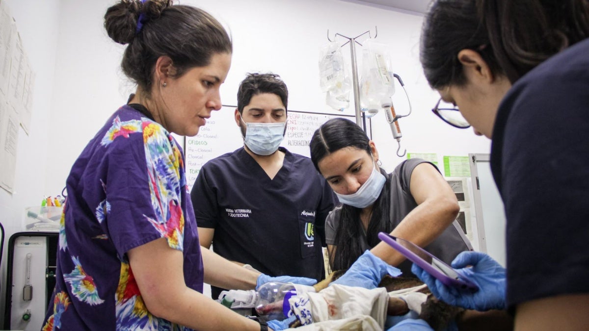 Animales quemados en los incendios