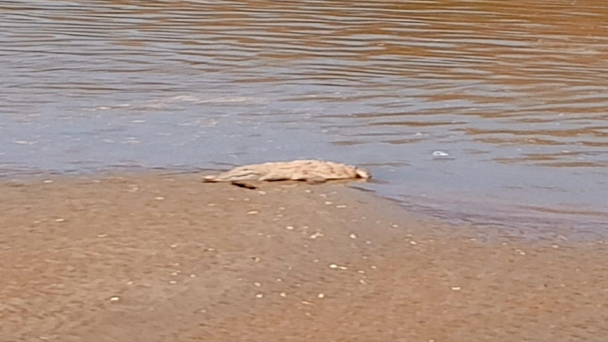 Babilla en el río Magdalena