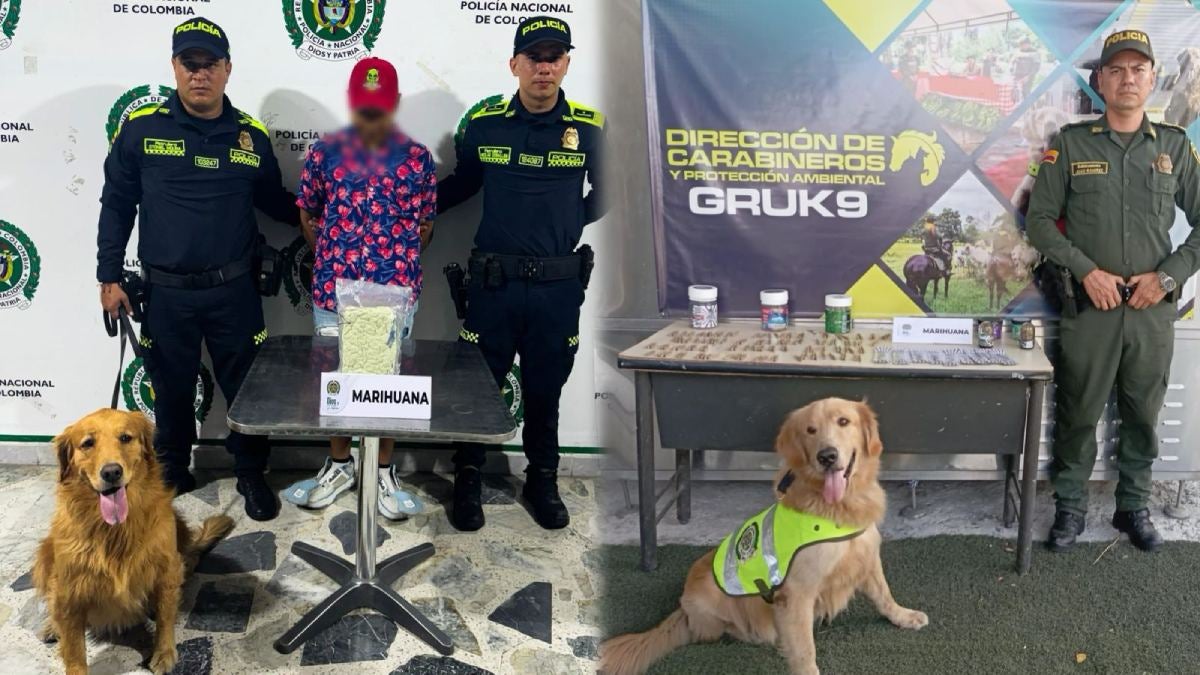 Incautación Marihuana Ibagué Septiembre 2024