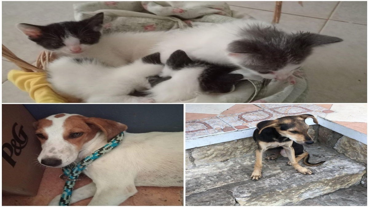 Maltrato animal en Cunday