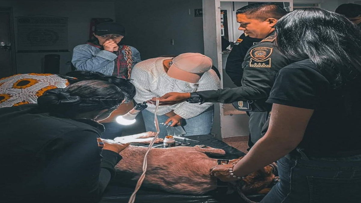 Maltrato animal en Roncesvalles