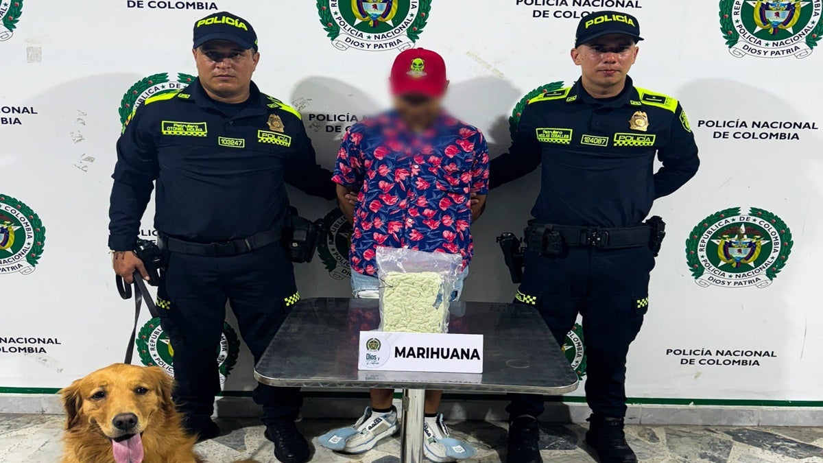 Perla detectó 500 gramos de marihuana que llevaba un pasajero en la Terminal de Ibagué