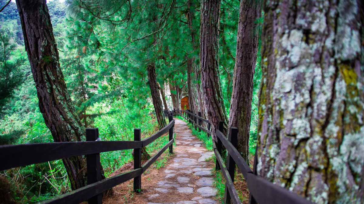 Camino Real Juntas 2024