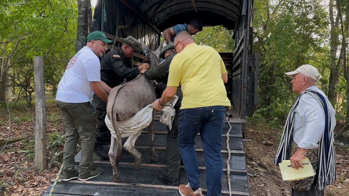 Rescate Burro Medina Octubre 2024