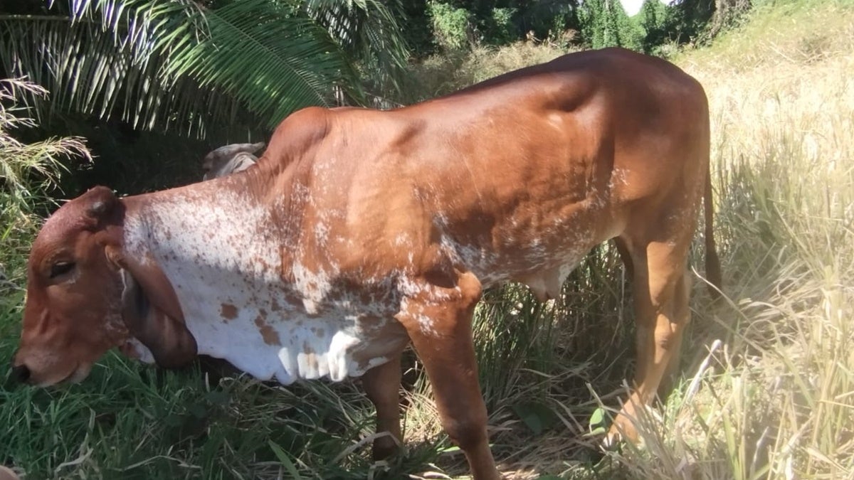 Delincuentes protagonizaron nuevo caso de abigeato en zona rural de Venadillo