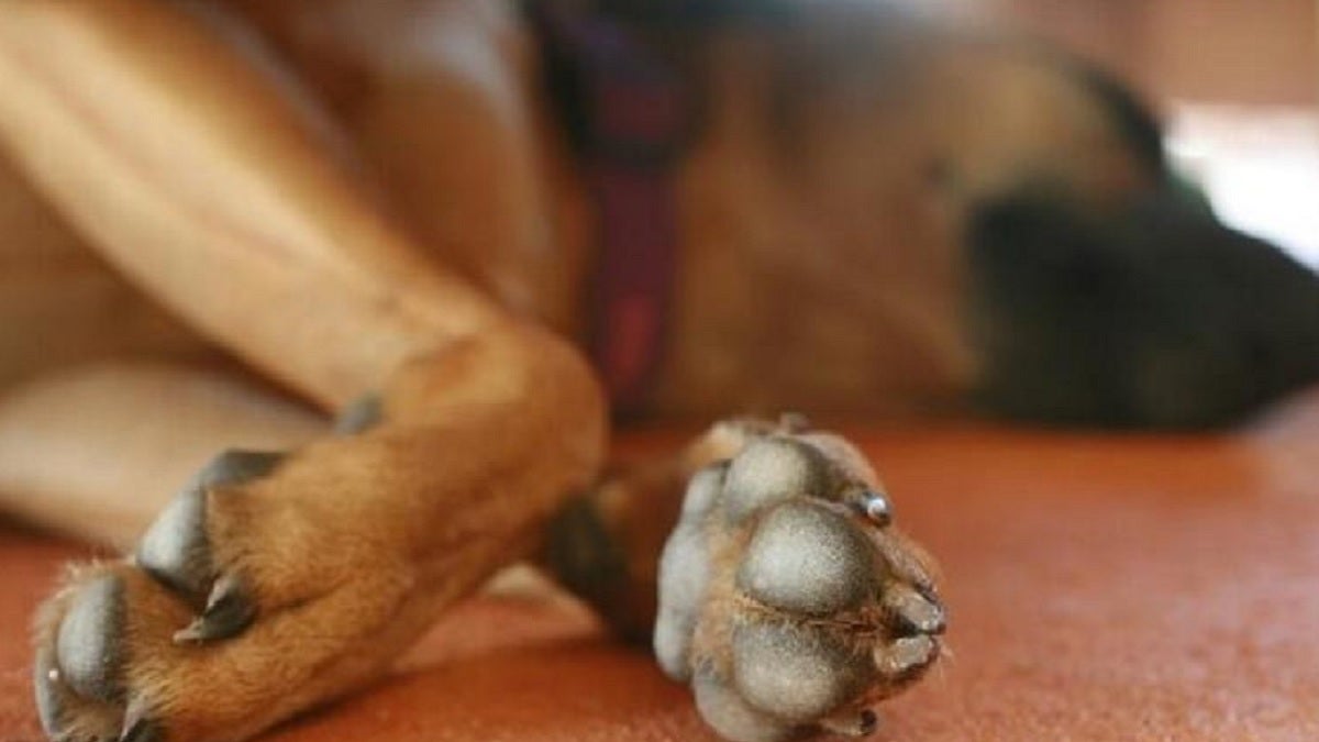 Maltrato animal. Foto ilustrativa