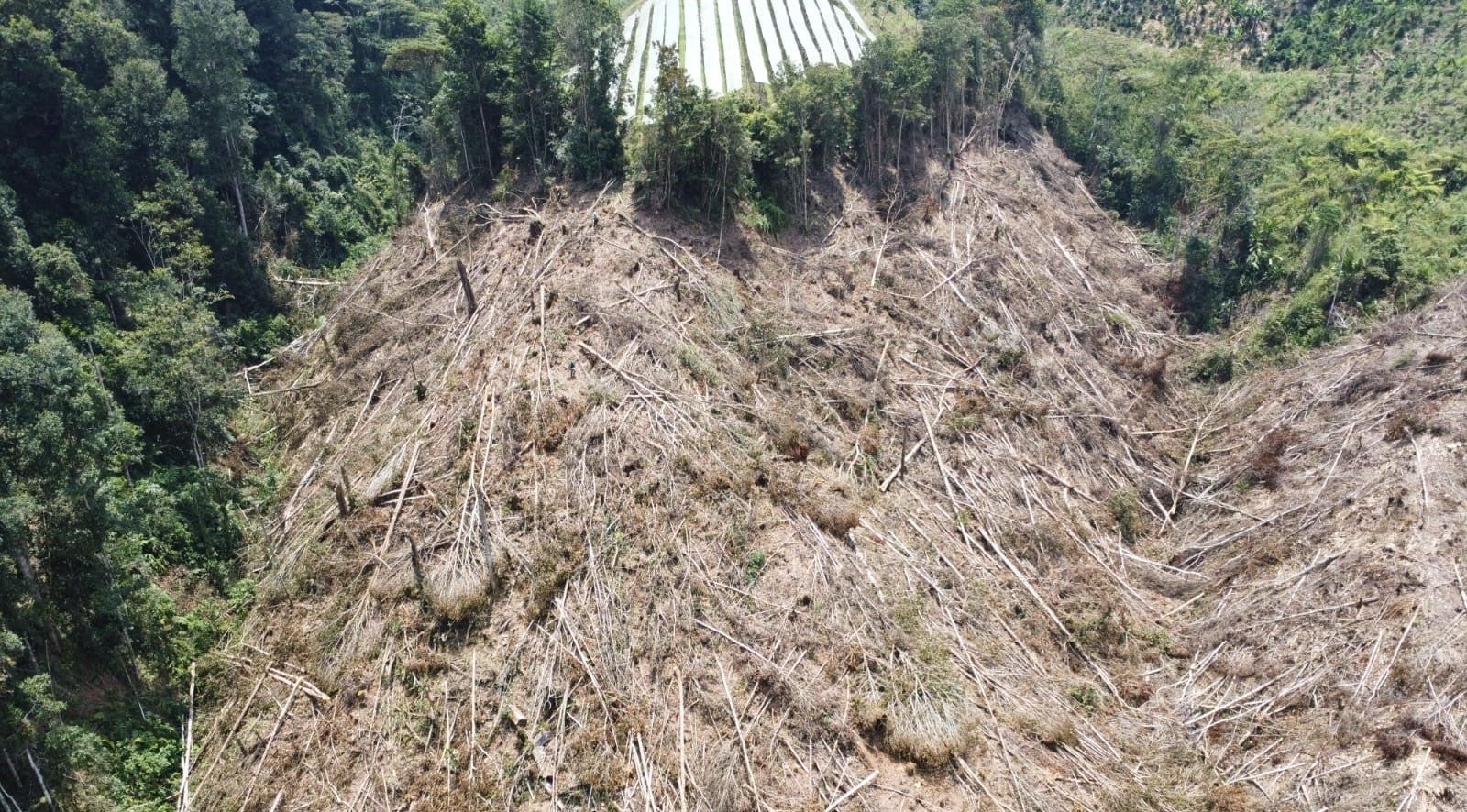 Deforestación en el Parque Nacional Natural Cueva de los Guacharos