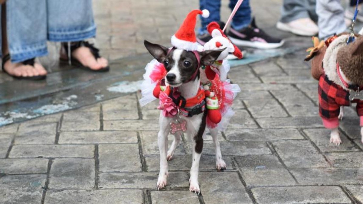 Desfile Navideño de Mascotas en Ibagué
