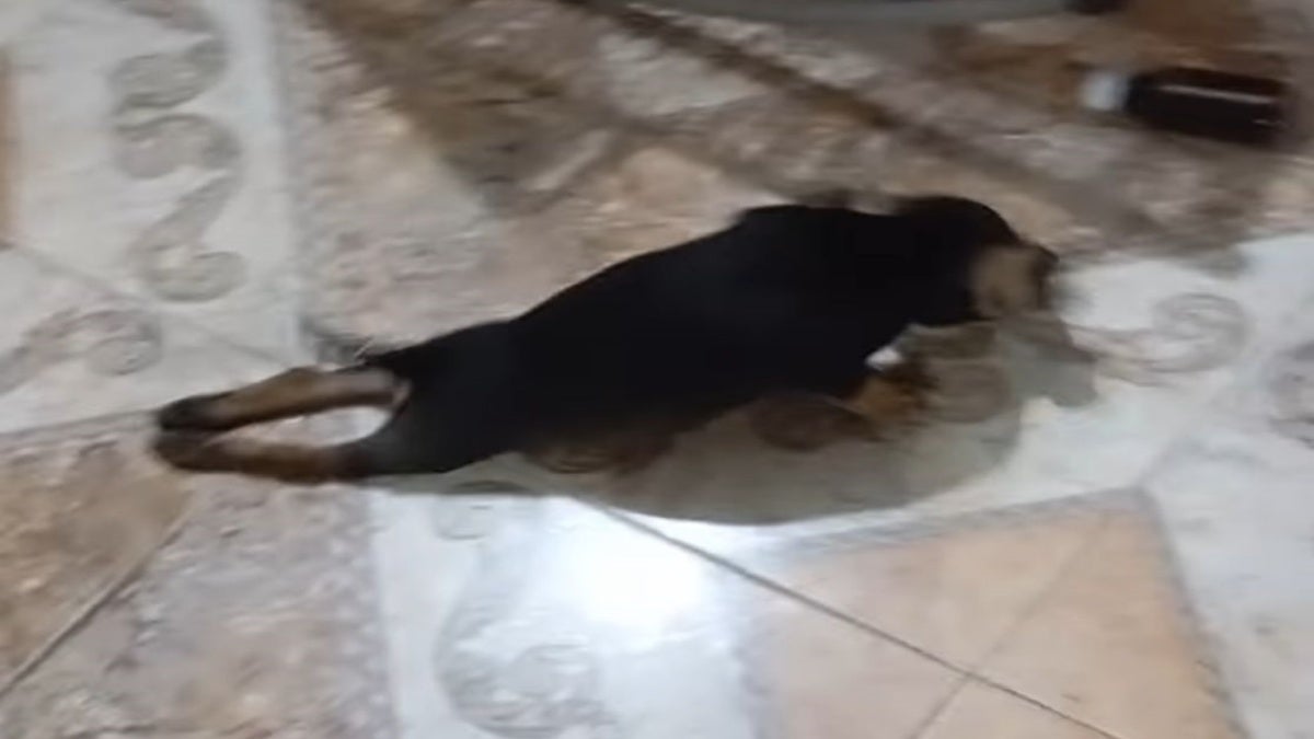 Maltrato animal en Lerida