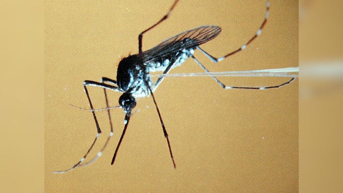 Mosquito Aegypti | Fiebre amarilla | Enero 2004